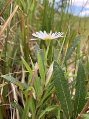 Symphyotrichum boreale
