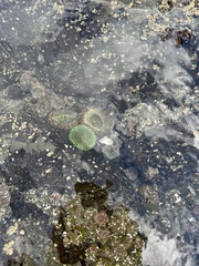 Anthopleura xanthogrammica