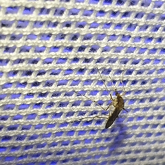 Aedes camptorhynchus