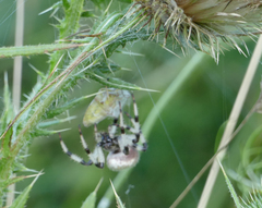 Araneus trifolium