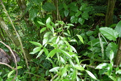 Alyxia stellata