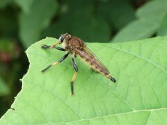 Promachus rufipes