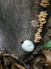 Perenniporia compacta