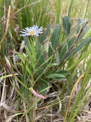 Symphyotrichum boreale