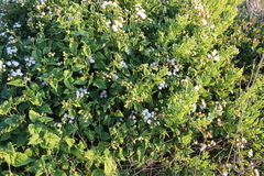 Ageratina glechonophylla