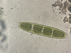 Planotaenium interruptum