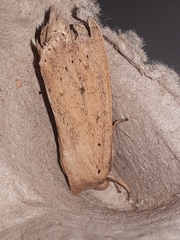 Globia oblonga