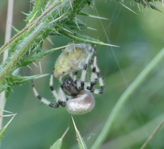 Araneus trifolium