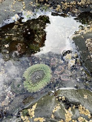 Anthopleura xanthogrammica