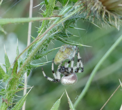 Araneus trifolium