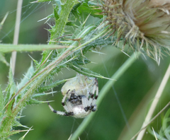 Araneus trifolium