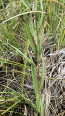 Symphyotrichum boreale