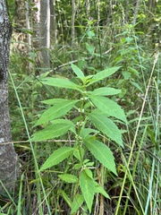 Mentha canadensis