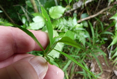 Alyxia stellata