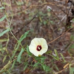 Xenostegia tridentata