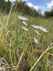 Symphyotrichum boreale