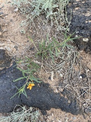 Talinum aurantiacum