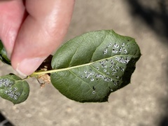 Tetraleurodes perileuca