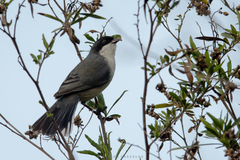 Microspingus melanoleucus