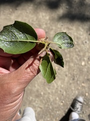 Tetraleurodes perileuca