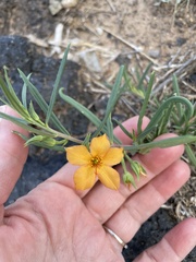 Talinum aurantiacum