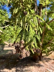 Cryptomeria japonica