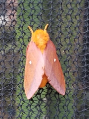 Anisota pellucida