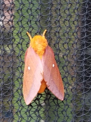 Anisota pellucida