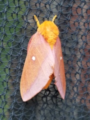 Anisota pellucida
