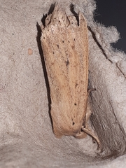 Globia oblonga