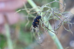 Coccinella septempunctata