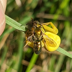 Augochlorella aurata