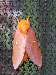 Anisota pellucida