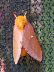 Anisota pellucida