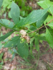 Dasineura salicifoliae