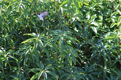 Paroaria capitata