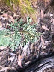 Actinotus helianthi