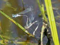 Lestes disjunctus