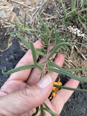 Talinum aurantiacum