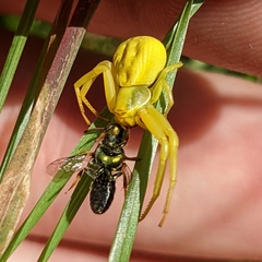 Augochlorella aurata