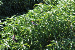 Paroaria capitata