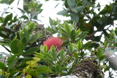 Metrosideros collina