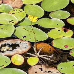 Utricularia radiata