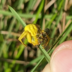 Augochlorella aurata