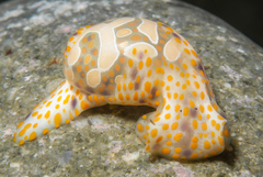 Lamprohaminoea cymbalum