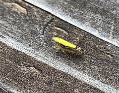 Scaphytopius elegans