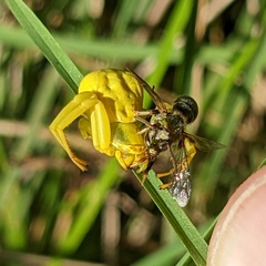 Augochlorella aurata