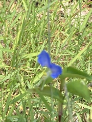 Commelina communis