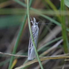 Crambus