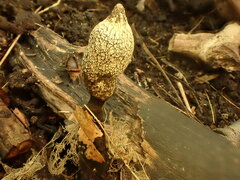 Xylaria longipes